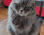 Кошки в Химках: Ласковая кошечка в добрые руки Девочка, 10 руб. - фото 1