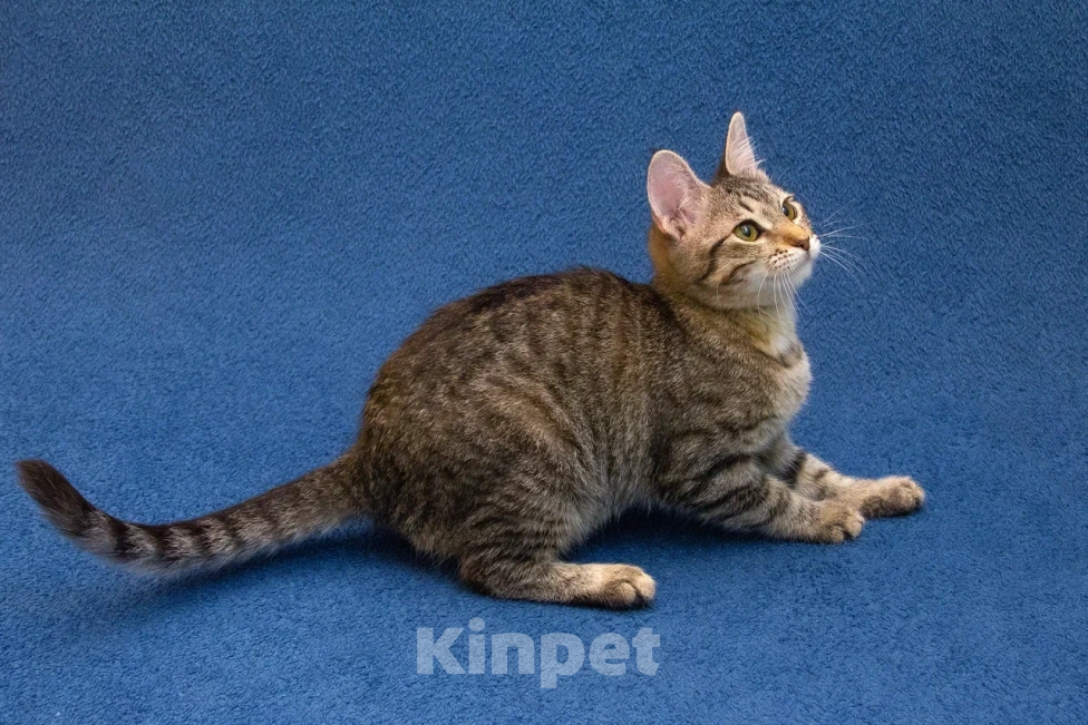 Кошки в Москве: Котенок девочка в добрые руки Девочка, 10 руб. - фото 10