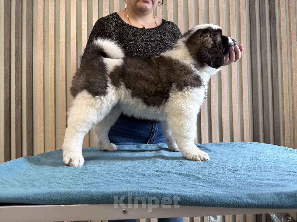 Собаки в Тамбове: Щенки Московской сторожевой Мальчик, Бесплатно - фото 7