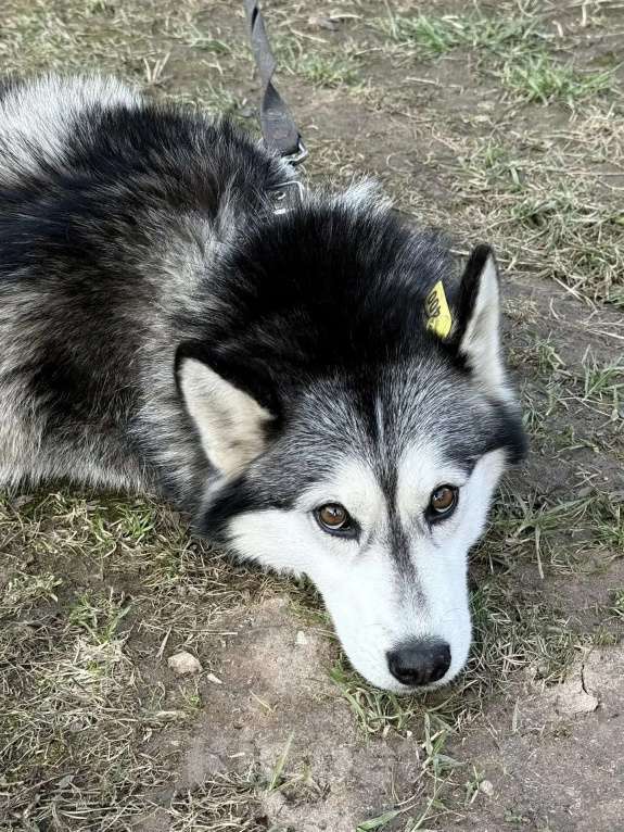 Собаки в Москве: Собака Лакки а добрые руки Девочка, Бесплатно - фото 2