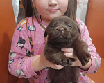 Собаки в Твери: Щенки Лабрадора Мальчик, 1 руб. - фото 6