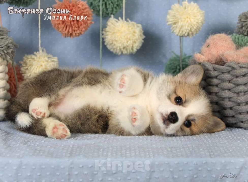 Собаки в Москве: Чакибусенок #3 невероятно мимимишная маленькая малышка, с добрым сердцем и желанием всем нравиться Девочка, Бесплатно - фото 5