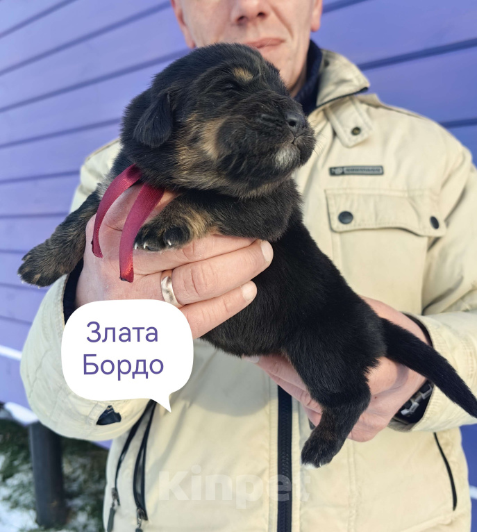 Собаки в Санкт-Петербурге: Щенки Банхара  Девочка, 75 000 руб. - фото 6