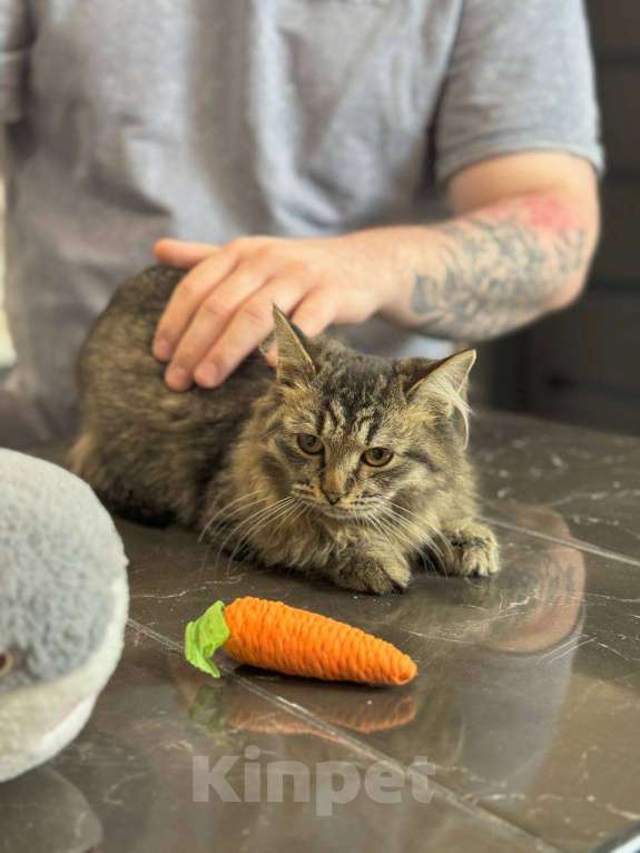 Кошки в Москве: Алтай в поисках дома Мальчик, Бесплатно - фото 2