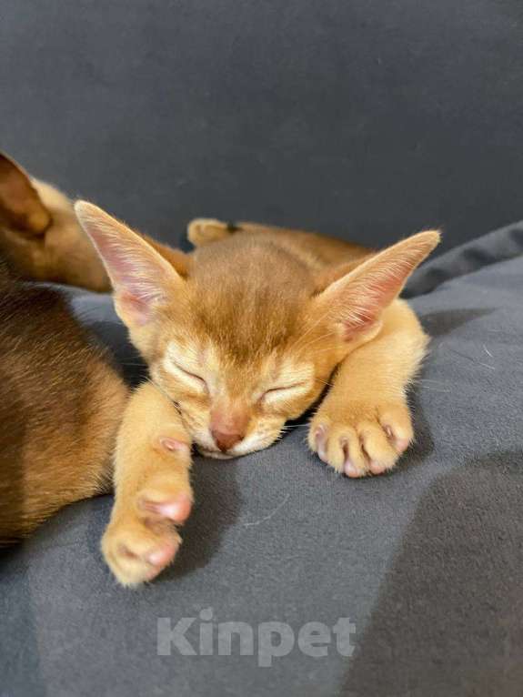 Кошки в других городах Московской области: 🐾 Продаётся абиссинский котёнок — окрас сорель 🐾 Мальчик, 60 000 руб. - фото 1