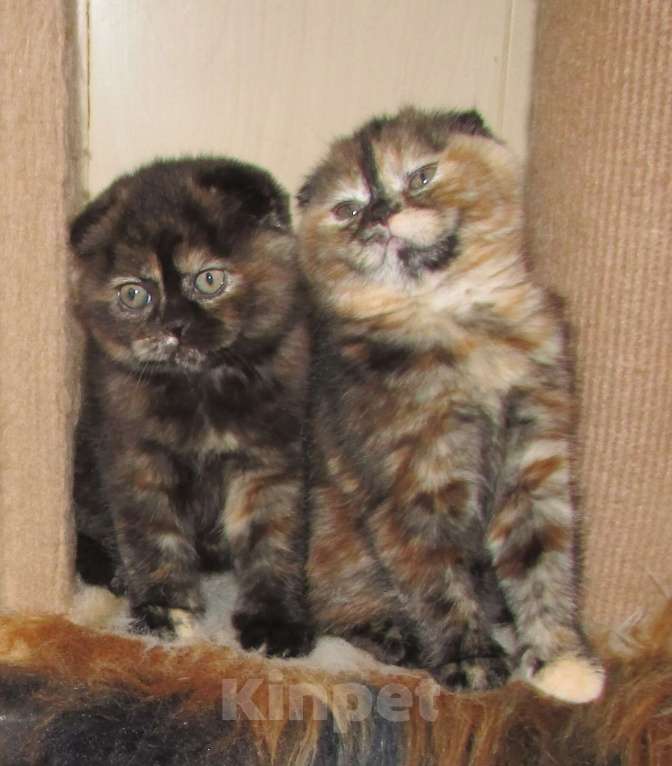 Кошки в Санкт-Петербурге: шотландская кошечка черная черепаха Девочка, Бесплатно - фото 2