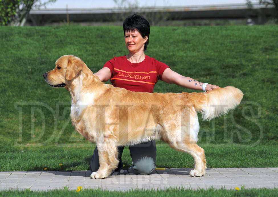 Собаки в Москве: Щенок золотистого ретривера девочка из питомника в Москве Девочка, 70 000 руб. - фото 6