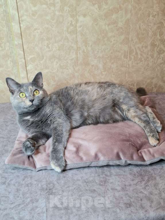 Кошки в Москве: Севара едет на выставку-пристройство WOOF в Москву  Девочка, Бесплатно - фото 10