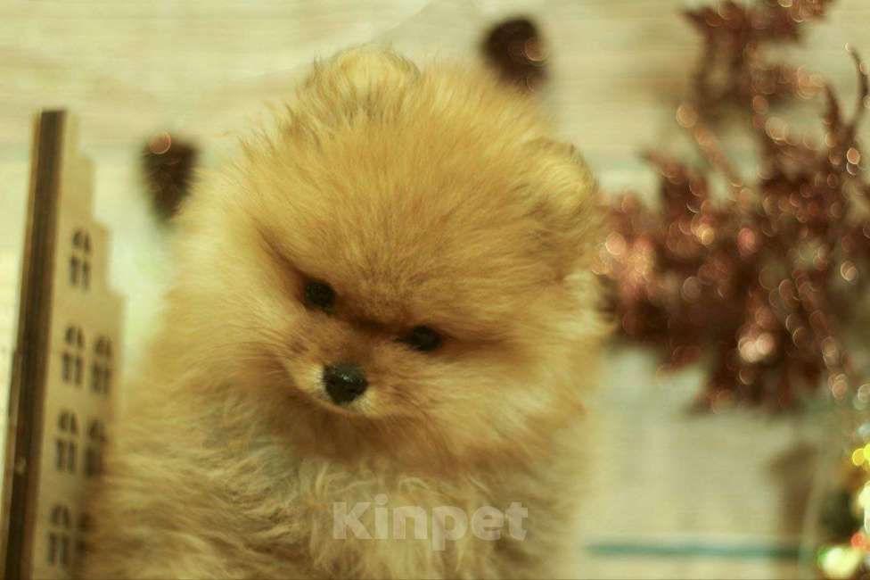 Собаки в Новосибирске: мини бро- Немецкий  шпиц  Мальчик, 40 000 руб. - фото 2