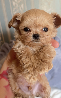 Maltipoo micro Мальтипу микро
