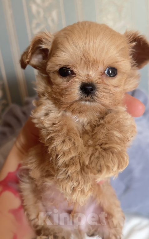 Собаки в Ижевске: Maltipoo micro Мальтипу микро Мальчик, 200 000 руб. - фото 1