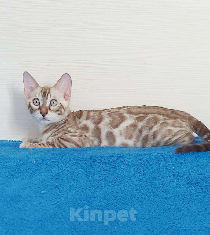 Кошки в Москве: Бенгальский мальчик Мальчик, 40 000 руб. - фото 2