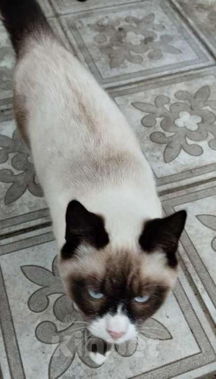 Кошки в Москве: Котенок сноу-шу Эльф в добрые руки Мальчик, Бесплатно - фото 2