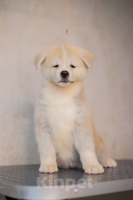 Собаки в Иркутске: Девочка Акита-ину Девочка, 35 000 руб. - фото 2