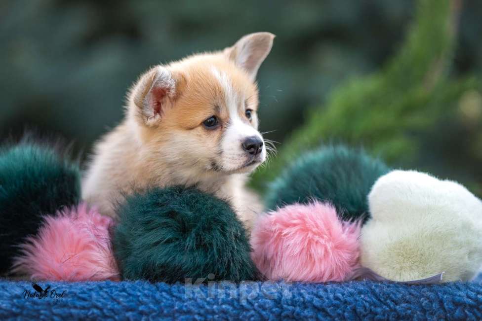 Собаки в Краснодаре: Вельш корги пемброк щенок Мальчик, 50 000 руб. - фото 2