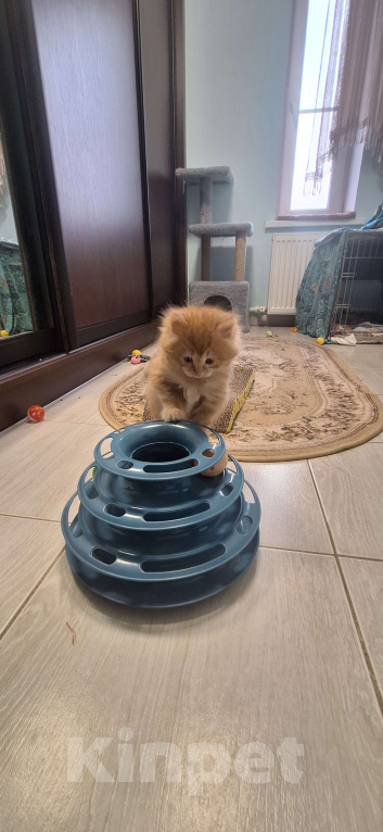 Кошки в Краснодаре: Курбобики Мальчик, Бесплатно - фото 2