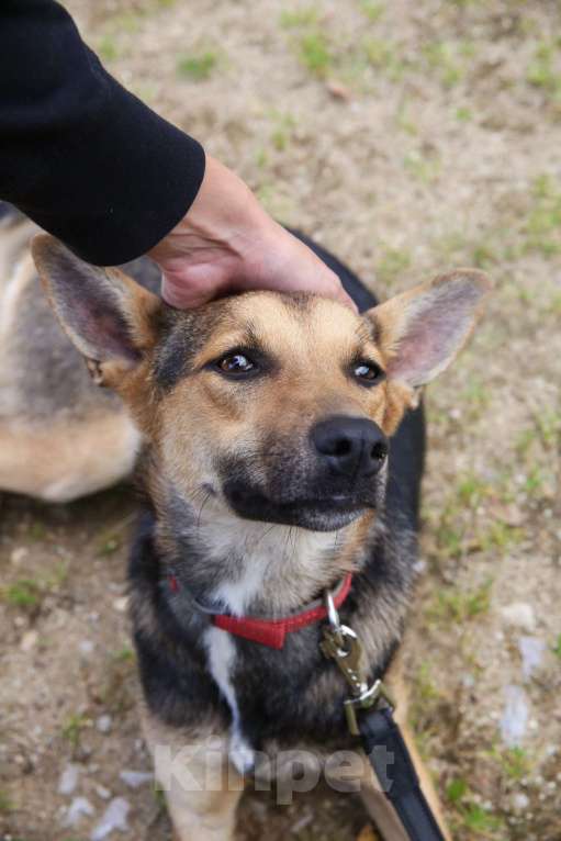 Собаки в Москве: Тиша Девочка, Бесплатно - фото 17