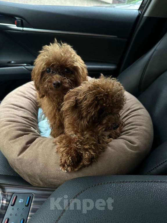 Собаки в Москве: Тикап Тедди Пудель щенок (из Филиппин)  Мальчик, Бесплатно - фото 4