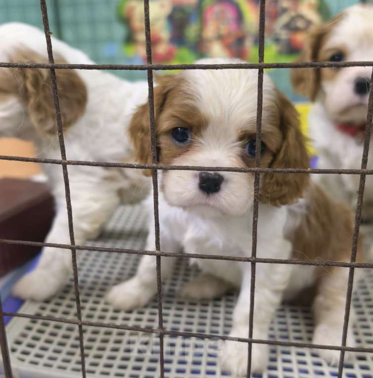 Собаки в Москве: Кавалер Кинг Чарльз спаниель девочки Девочка, 120 000 руб. - фото 1