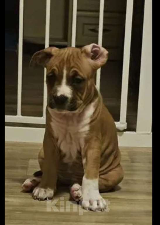 Собаки в Красногорске: Девочка 5 Девочка, 50 000 руб. - фото 1