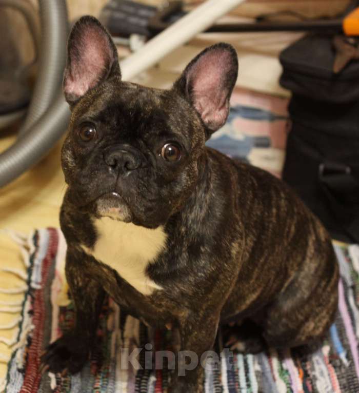 Собаки в Санкт-Петербурге: Белая девочка французский бульдог в палевой шапочке Девочка, 74 000 руб. - фото 5