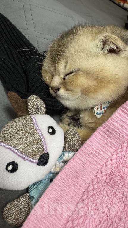 Кошки в Тамбове: британская шиншилла мальчик Мальчик, 15 000 руб. - фото 3