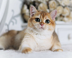 Кошки в Владивостоке: Британский котёнок. Золотая девочка Девочка, 60 000 руб. - фото 3