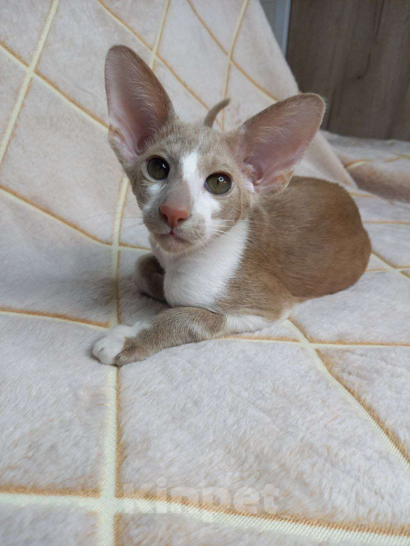 Кошки в Нижнем Новгороде: Ориентальный котик Мальчик, Бесплатно - фото 3