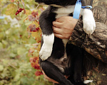Собаки в Рыбном: Щенок в добрые руки Мальчик, Бесплатно - фото 1