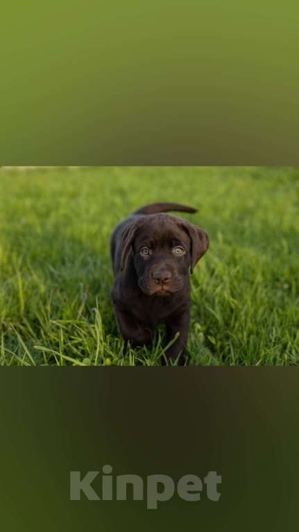 Собаки в Ярославле: Продаются щенки лабрадора-ретривера шоколадного окраса кобели Мальчик, 60 000 руб. - фото 3
