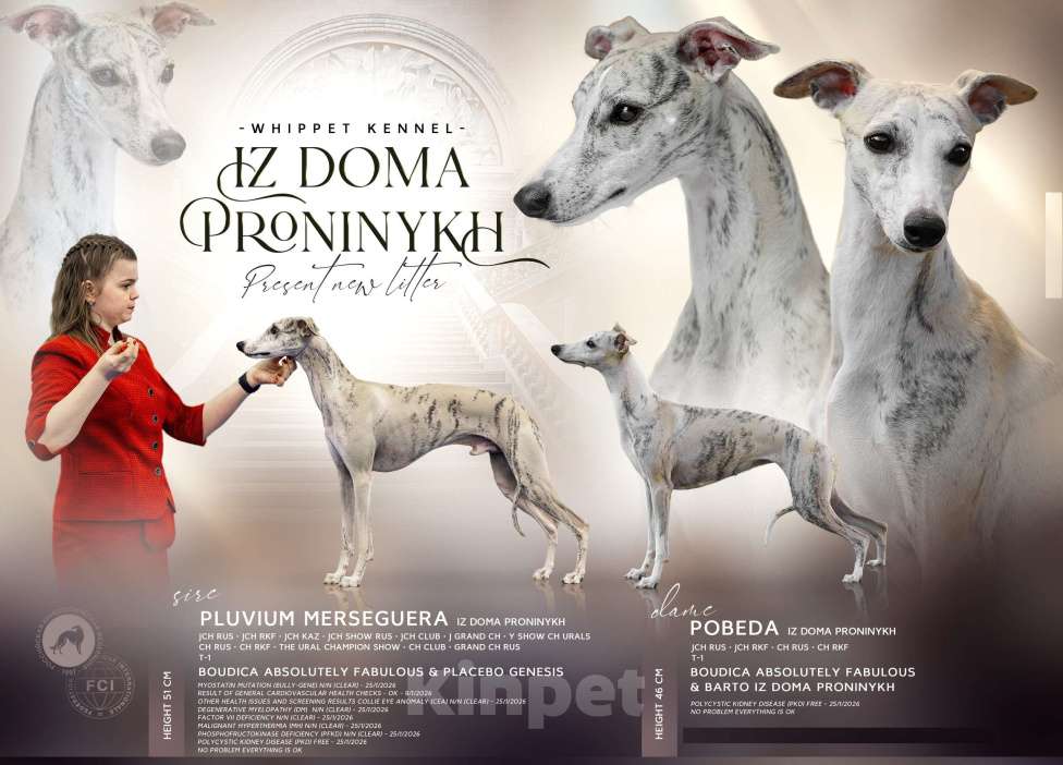 Собаки в Москве: Уиппет щенки Разнополые, Бесплатно - фото 1