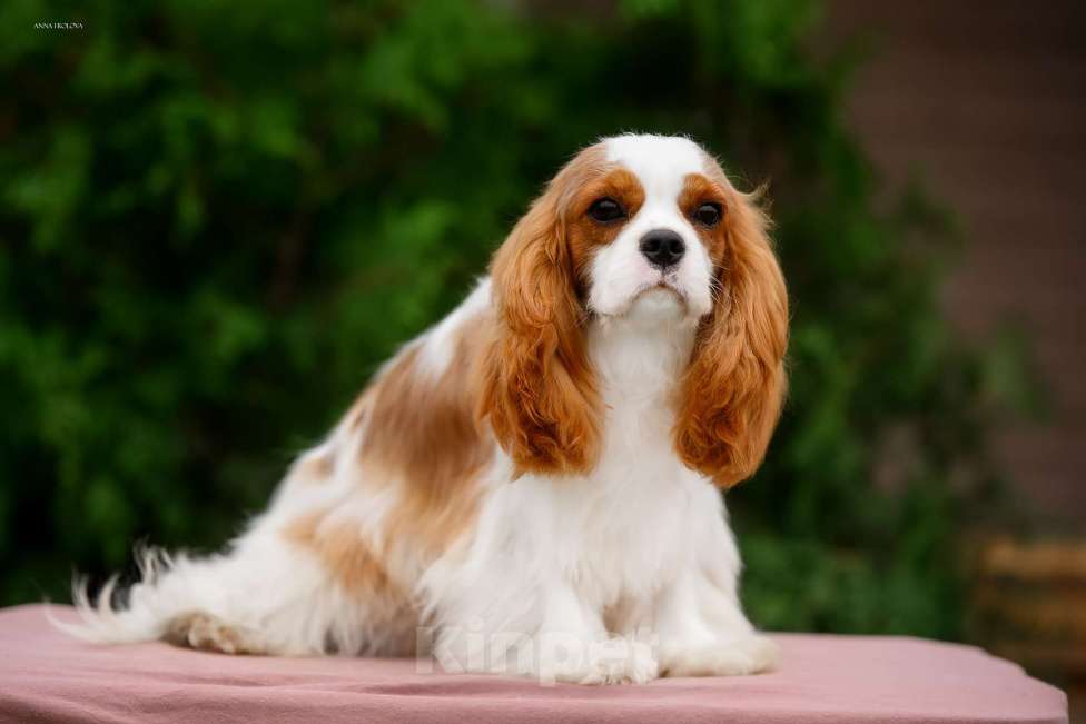 Собаки в Ярославле: Кавалер Кинг Чарльз спаниель,подросток  Мальчик, 120 000 руб. - фото 2