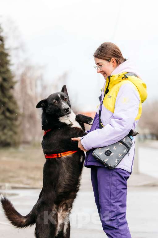 Собаки в Москве: Джейкоб ищет дом. Котопёс с самым добрым сердцем Мальчик, Бесплатно - фото 3