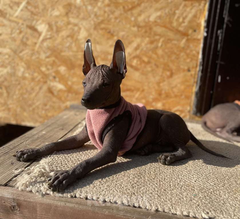 Собаки в Москве: Мексиканская голая собака среднего размера Мальчик, 70 000 руб. - фото 4