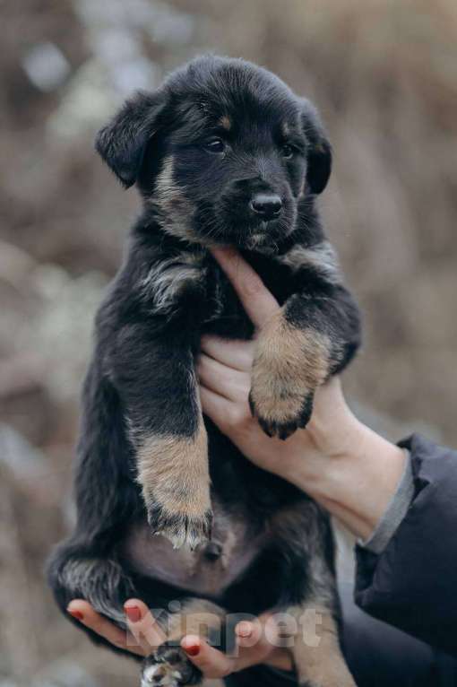 Собаки в Москве: Енисей  Мальчик, Бесплатно - фото 2