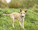 Собаки в Домодедово: Все еще ищем дом чудеснейшему Клайду Мальчик, 1 руб. - фото 2