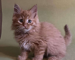 Кошки в Бикине: Котята мейн кун, 30 000 руб. - фото 1