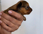 Собаки в Самаре: Щенки  Мальчик, 30 000 руб. - фото 4
