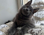 Кошки в Санкт-Петербурге: Продажа мейн-кун питомник Мальчик, 60 000 руб. - фото 4