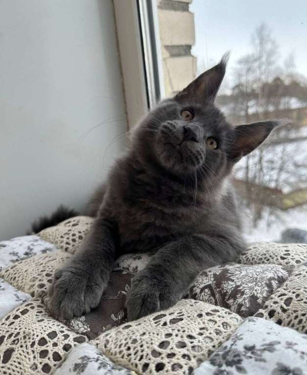 Кошки в Санкт-Петербурге: Продажа мейн-кун питомник Мальчик, 60 000 руб. - фото 4