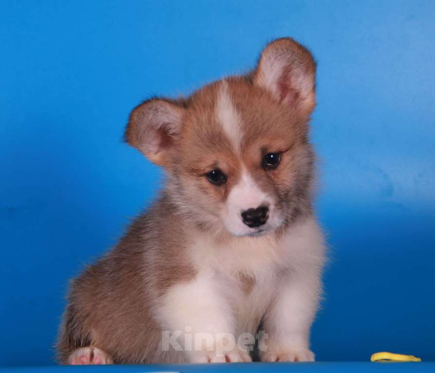 Собаки в Москве: вельш корги пемброк Девочка, 80 000 руб. - фото 3