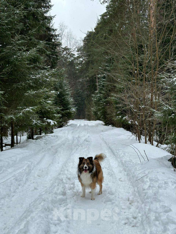 Собаки в Москве: Взрослый пес Бордер-колли в добрые руки Мальчик, Бесплатно - фото 7