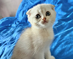 Кошки в Казани: котята шотландские вислоухие Мальчик, Бесплатно - фото 3