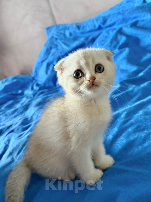 Кошки в Казани: котята шотландские вислоухие Мальчик, Бесплатно - фото 3