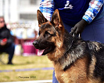 Собаки в Юрге: Щенки немецкой овчарки с документами РКФ Мальчик, Бесплатно - фото 3