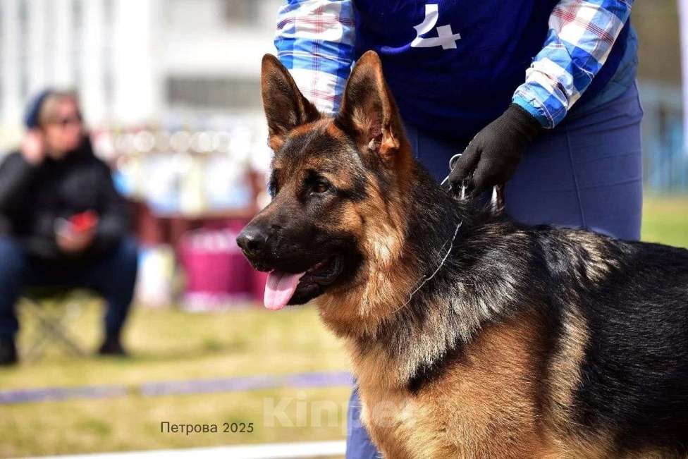 Собаки в Юрге: Щенки немецкой овчарки с документами РКФ Мальчик, Бесплатно - фото 3
