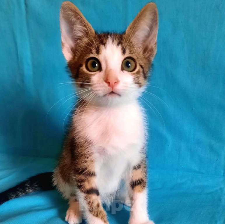 Кошки в Москве: Котенка-девочку подкинули в коробке к ветклинике 🆘️ Срочный поиск дома Девочка, Бесплатно - фото 4