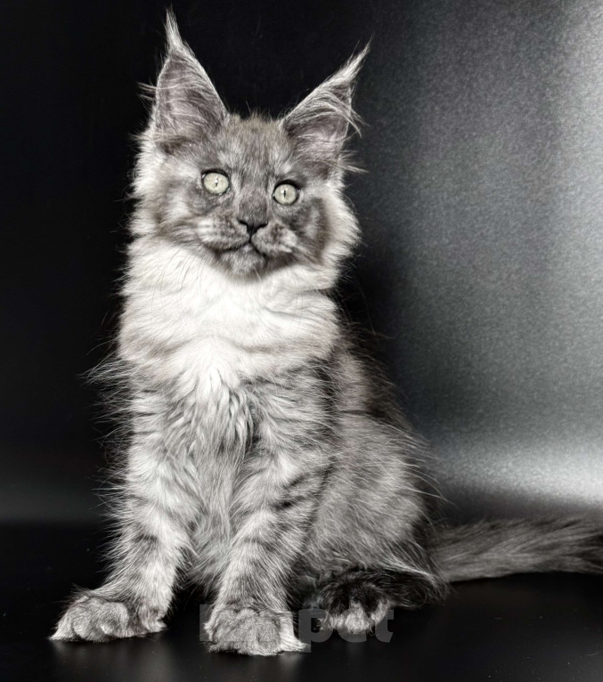 Кошки в других городах Московской области: Дымчатая красотка Девочка, 50 000 руб. - фото 5