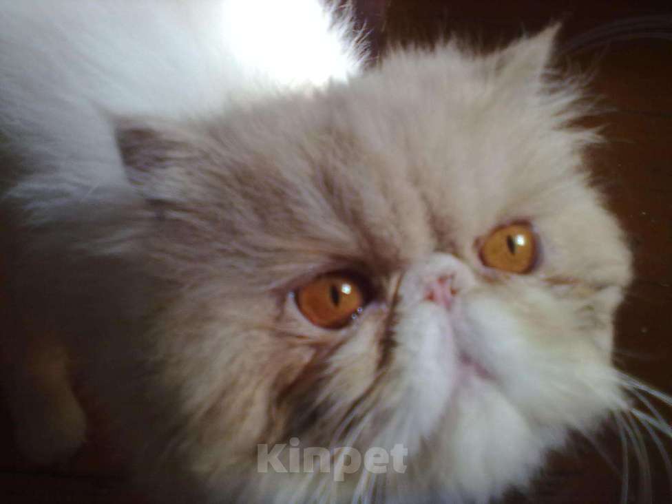 Кошки в Калуге: персидский кот для вязки, 3 000 руб. - фото 1