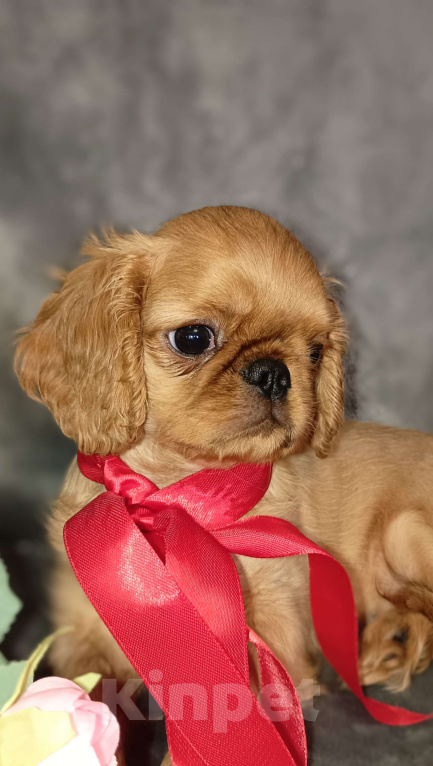 Собаки в Москве: Кортни Девочка, 55 000 руб. - фото 3